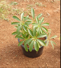 Schefflera Arboricola (Mini Schefflera / Dwarf Umbrella Tree)